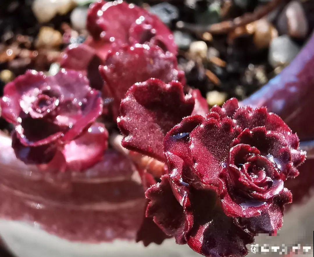 4种色系多肉,每一款都超有品位,你喜欢哪种? 4种色系多肉,每一款都超有品位,你喜欢哪种?