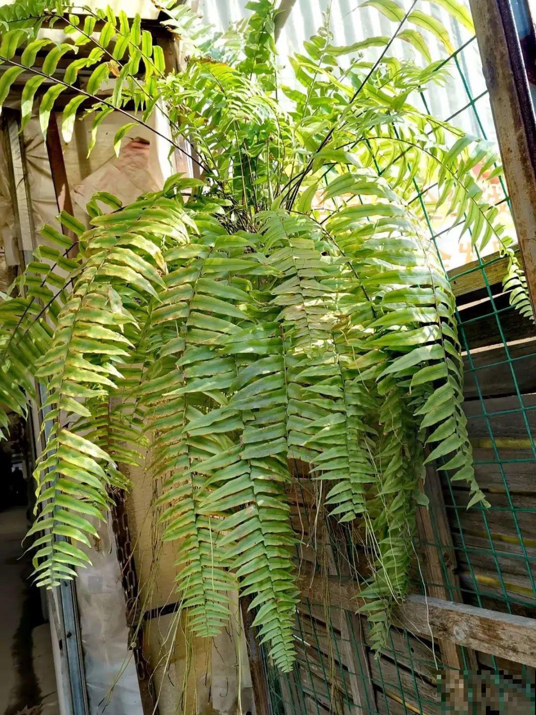 大叶子耐阴花，室内一定养，叶子比脸大，真凉快