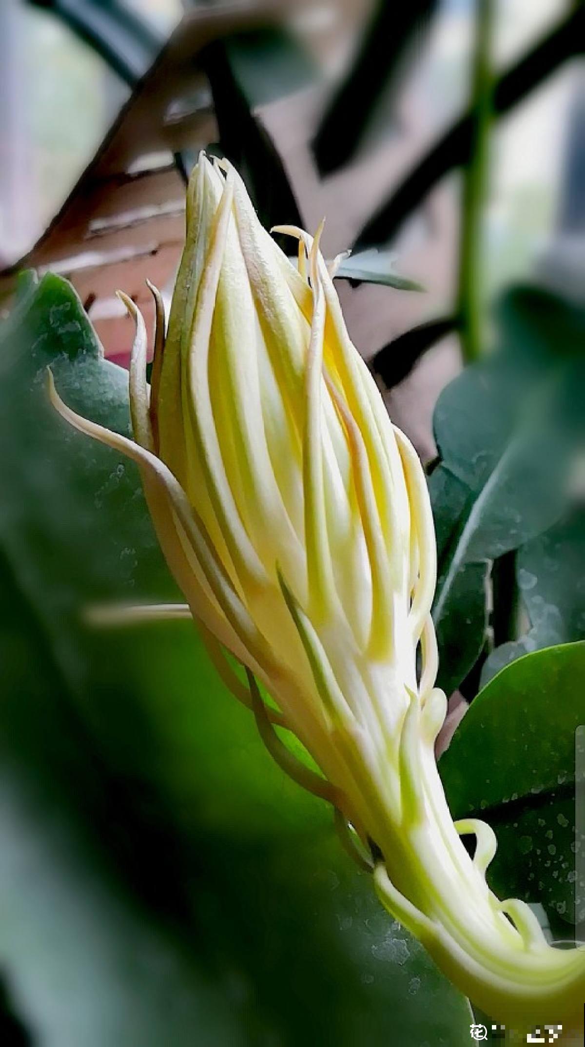 夜晚开放的昙花太美了,拿出相机记录分享,惹众人羡慕 夜晚开放的昙花太美了,拿出相机记录分享,惹众人羡慕