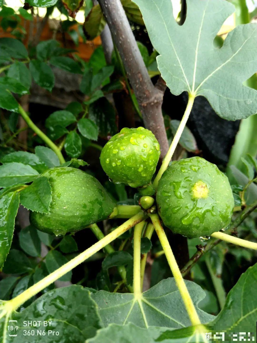 家里种盆无花果,想要结果很容易,省下一笔水果钱 家里种盆无花果,想要结果很容易,省下一笔水果钱