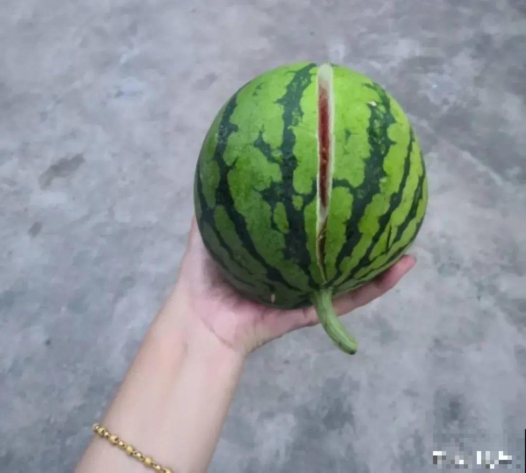 15万块钱的一个蜜瓜，到底有多好吃？
