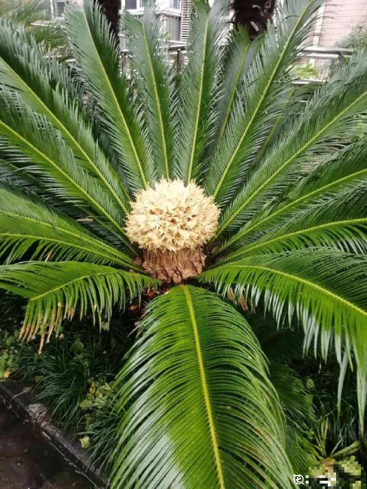 铁树开花只是成语？不，铁树真能开花，但要讲求方法