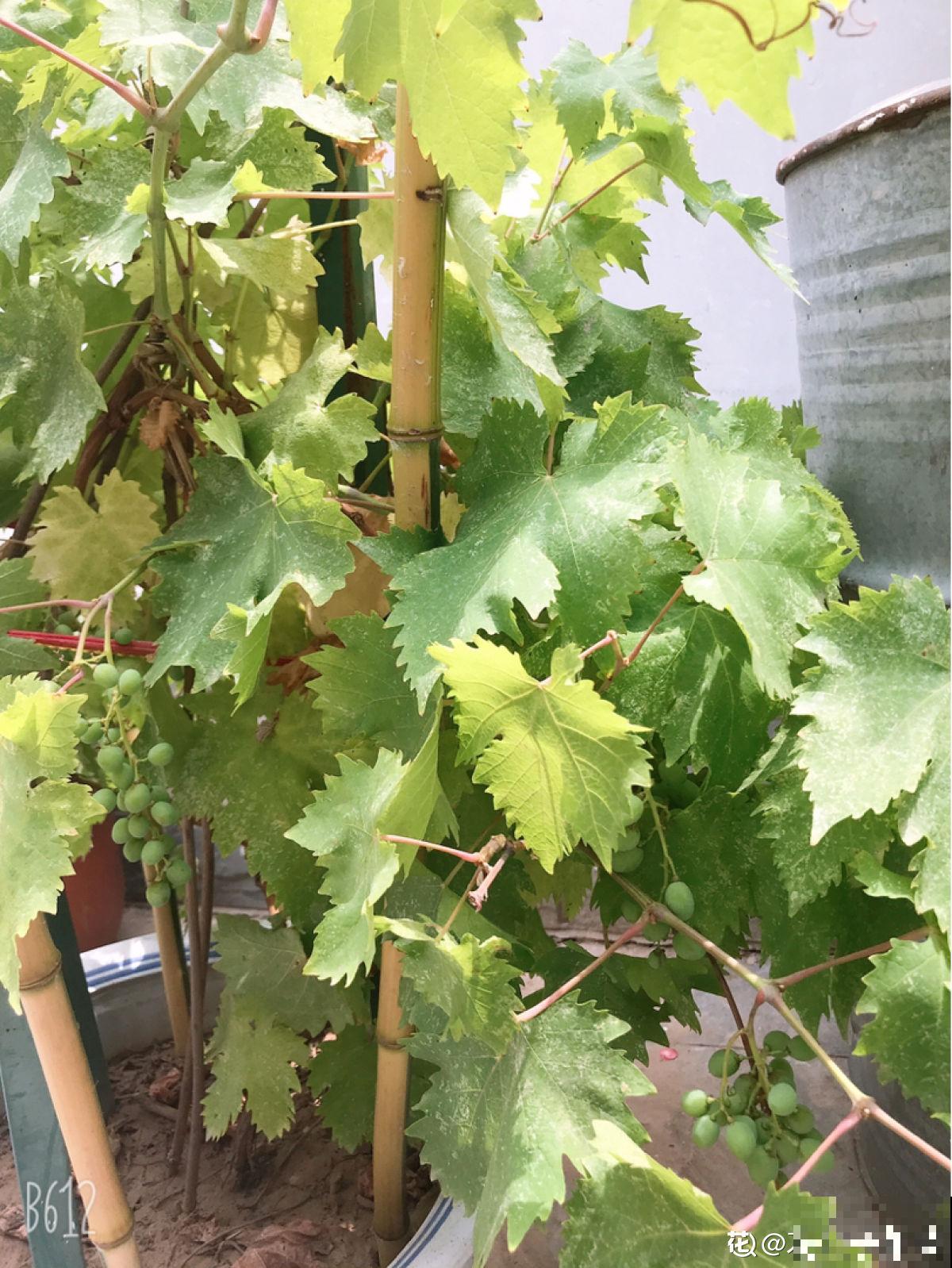 搭不了架子也能养葡萄,简单5步让你吃到盆栽葡萄串 搭不了架子也能养葡萄,简单5步让你吃到盆栽葡萄串