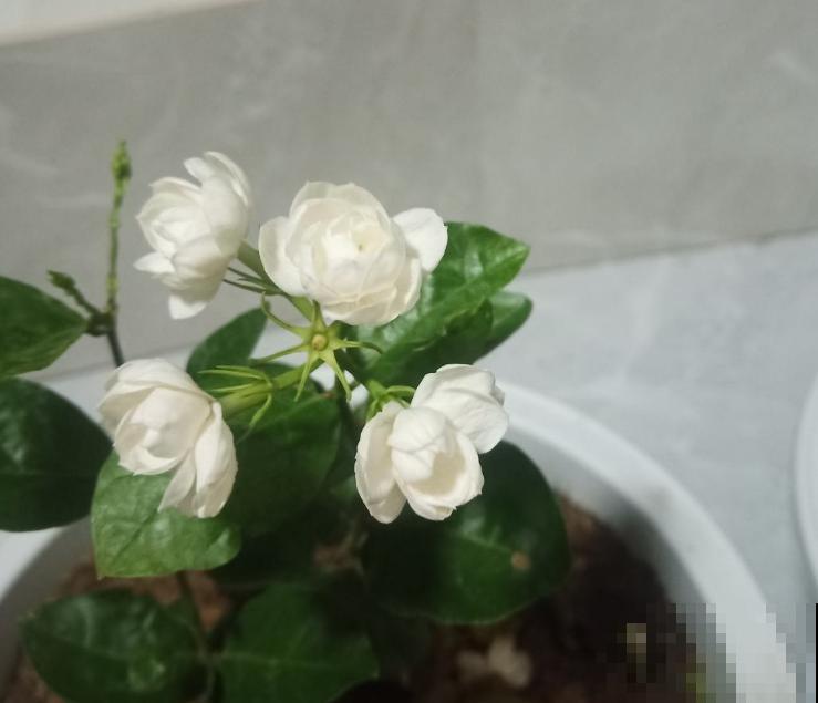 2种难养的花要注意，一不小心全挂掉，快来避坑！