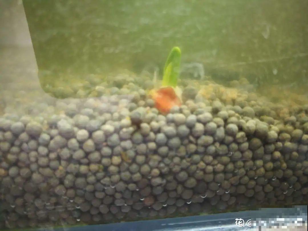 男子追在大象后，捡一筐大象粪，居然是为了养花