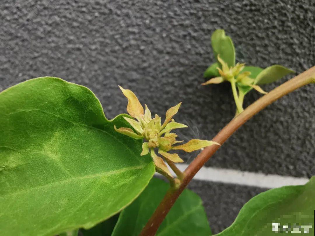 天热要修剪的花，不剪死得快，活不过夏天