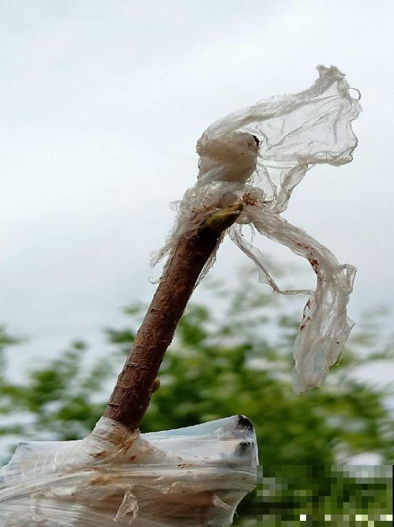 柿子嫁接难,学会这5步,成活率不高都难 柿子嫁接难,学会这5步,成活率不高都难