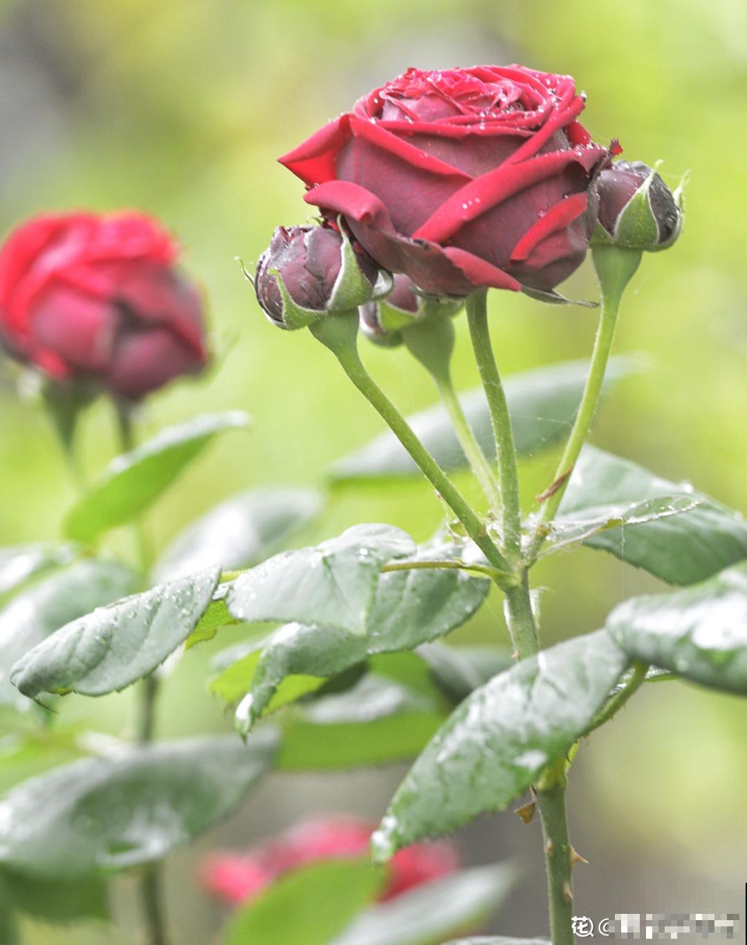 有个小院种种菜,养点花草,忘记半生喧嚣 有个小院种种菜,养点花草,忘记半生喧嚣