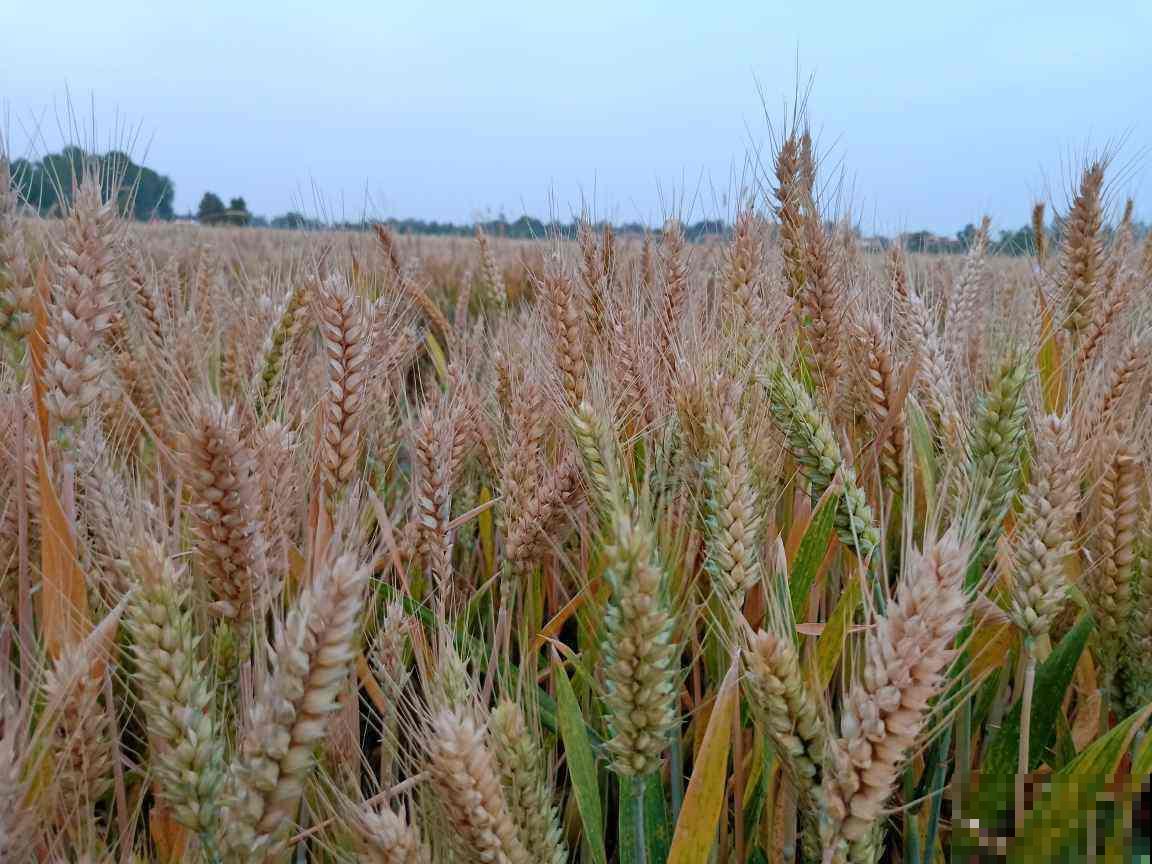 花期最短的4种花，昙花一现，短暂且美丽