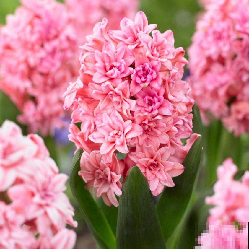 土里种个“洋葱球”,开出美艳花,香味飘满屋 土里种个“洋葱球”,开出美艳花,香味飘满屋