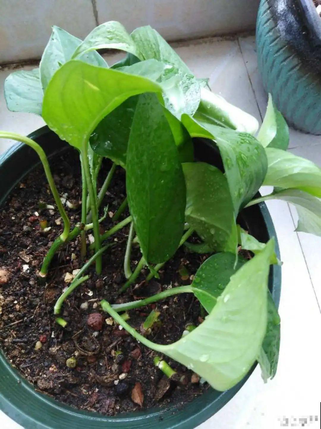 夏天养绿萝，注意4个要点，嗖嗖蹿个子，长成绿窗帘