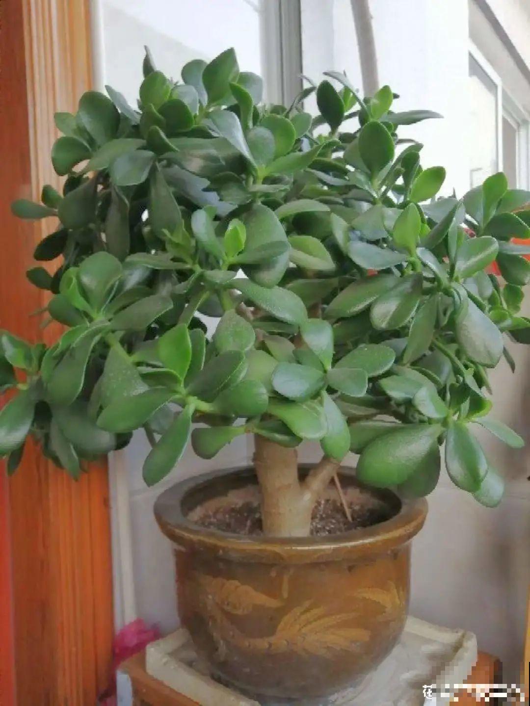 10种花最怕晒，搬进屋里养，不然要死光