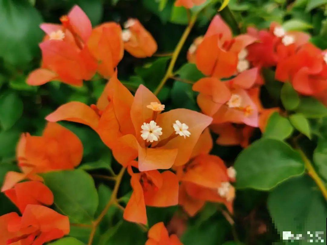 养护三角梅，注意3个养护要点，花期“超长待机”