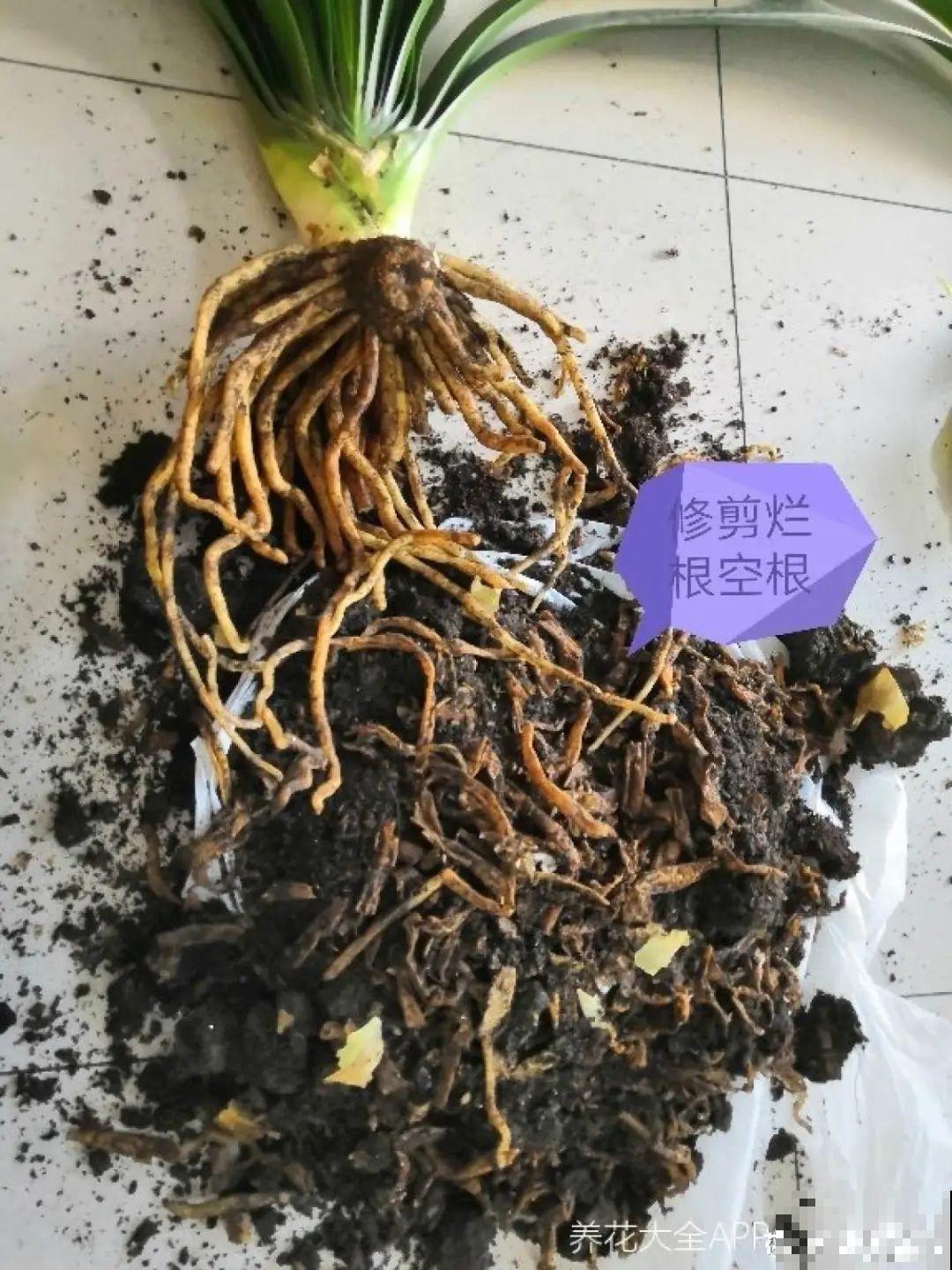 换盆时间到,换好后植物呼呼长,不换全年不开花 换盆时间到,换好后植物呼呼长,不换全年不开花