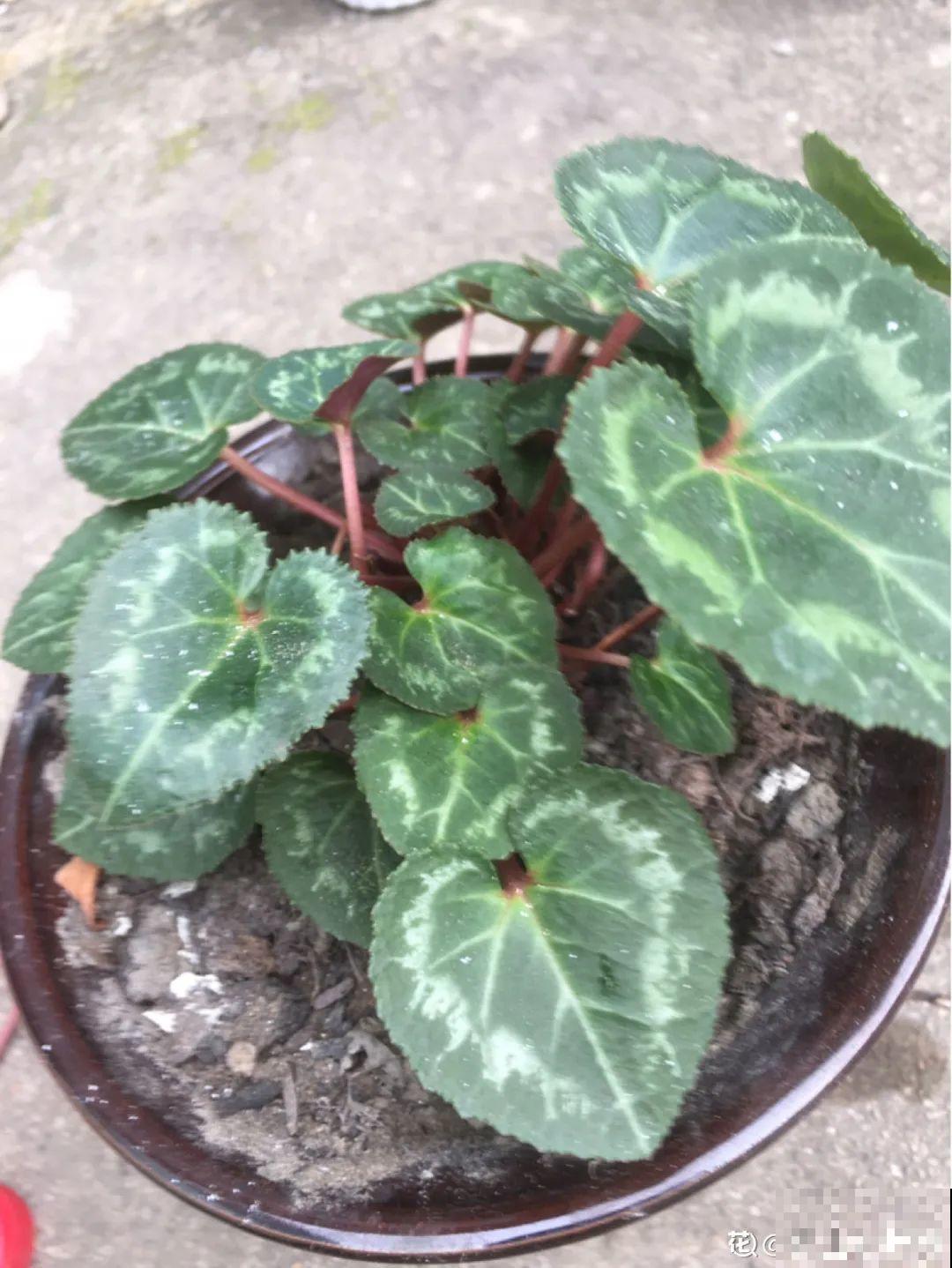 9种花,夏天休眠了,一定少浇水,否则越浇越死 9种花,夏天休眠了,一定少浇水,否则越浇越死