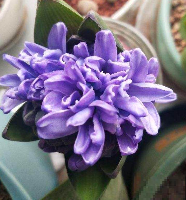 这3种花开完花就扔掉，第二年开花几率很小，别浪费时间