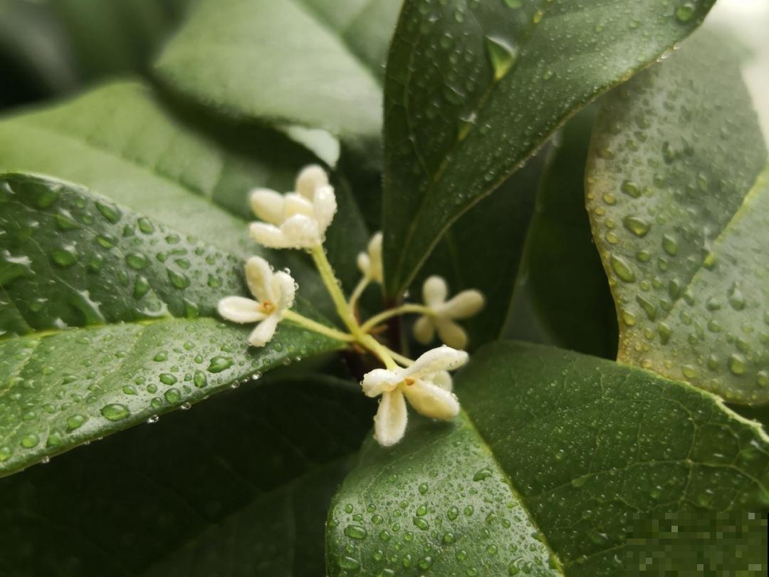 9个开花劳模，施肥不能停，不然越养越差劲