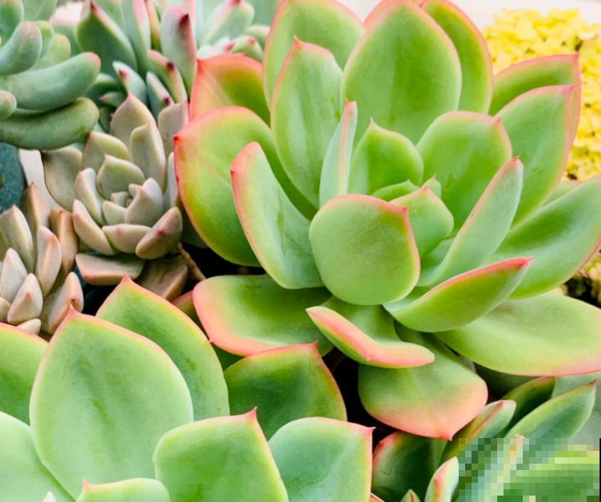 养花前，先搞清楚直射光和散射光，并非所有花都喜欢强光