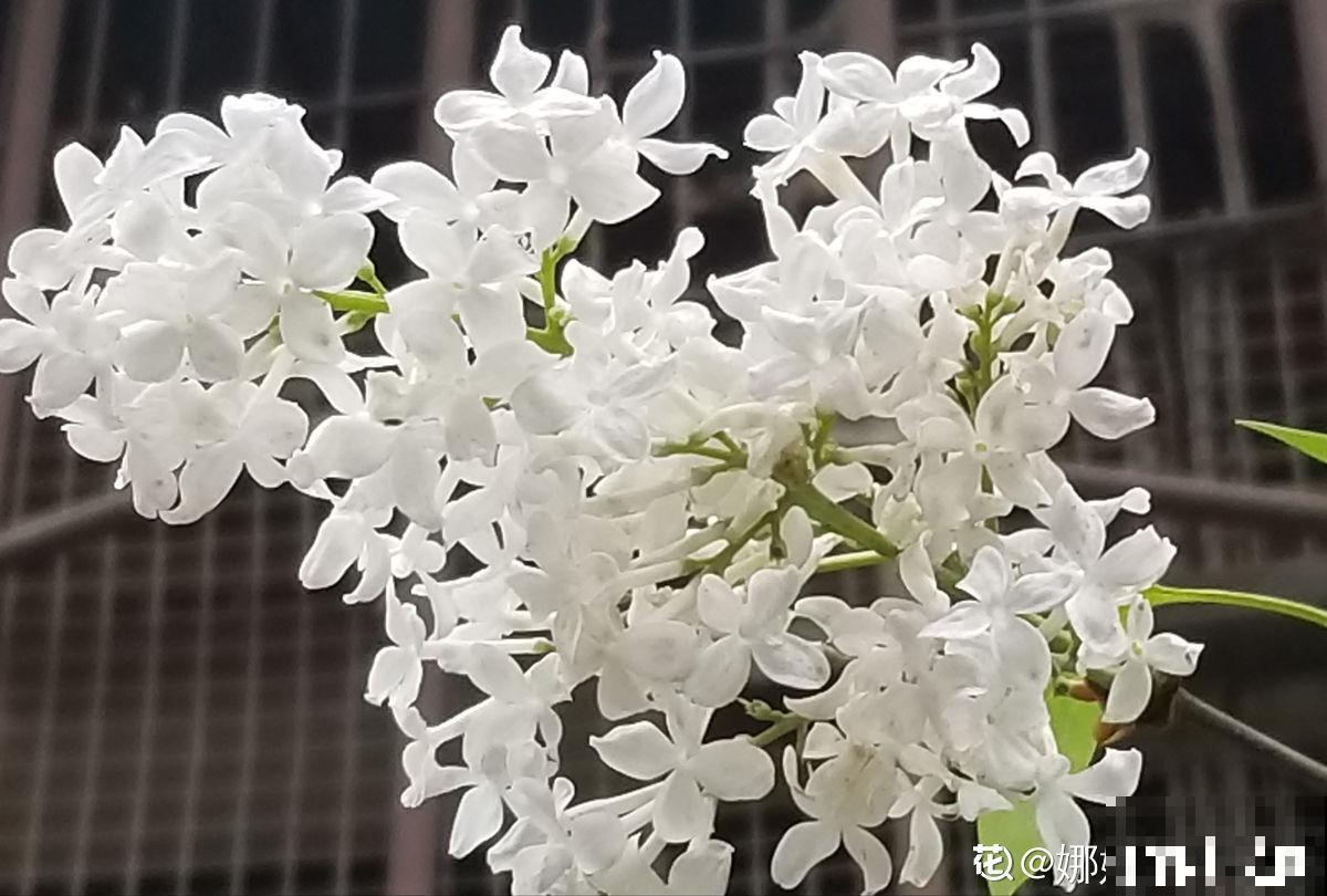 老中医爱养的60种植物，图文并茂特详细，种一盆养人养身心