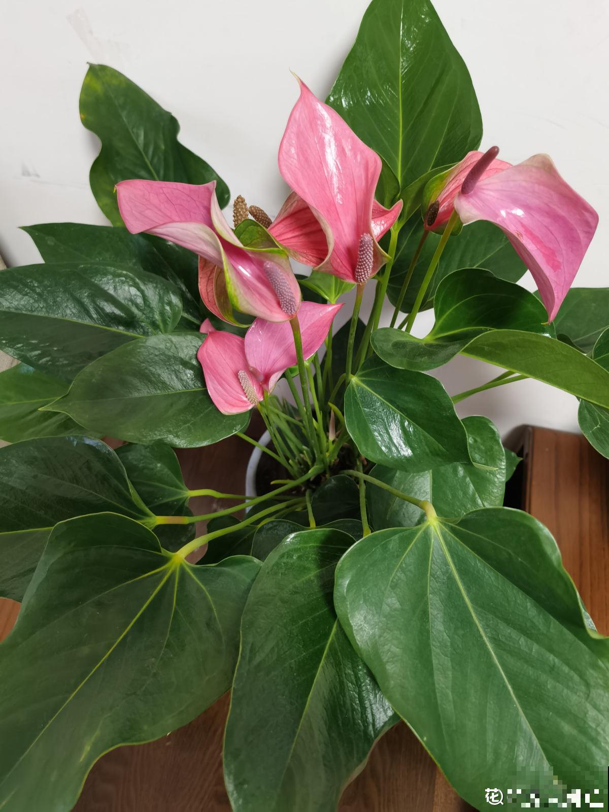 资深花友,还有什么是你没种过的?少见家养植物大曝光 资深花友,还有什么是你没种过的?少见家养植物大曝光