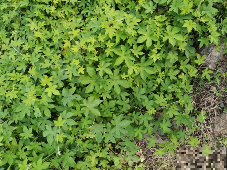 入侵植物爬进门，赶紧用开水烫死，不然就长疯了