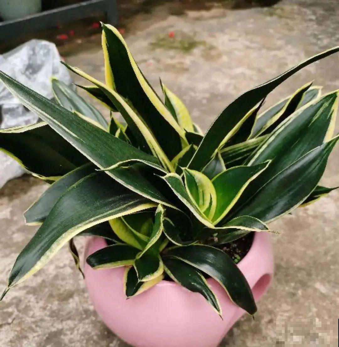 虎皮兰浅盆养，小芽嗖嗖冒，满盆都是新芽