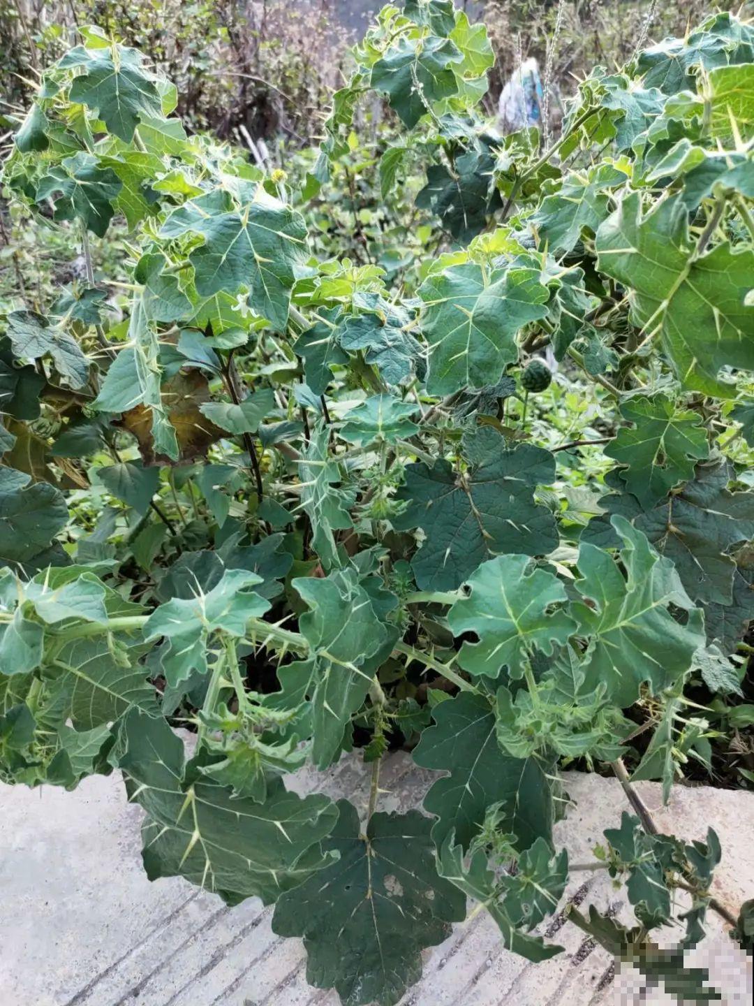 家门口长出这10种草,赶紧拔掉,不然会惹麻烦 家门口长出这10种草,赶紧拔掉,不然会惹麻烦