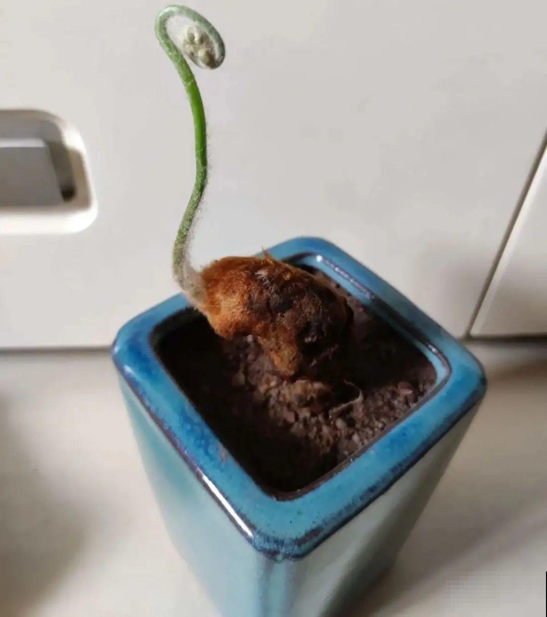 看到稀奇花，不认识的别去挖，可能会触犯法律