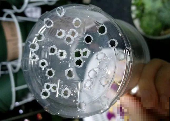 6月份扦插，选好合适的植物品种，沾土、泡水都能活