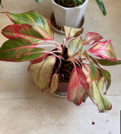 秋天植物苏醒后,重点防烂根,4个要点要做好 秋天植物苏醒后,重点防烂根,4个要点要做好