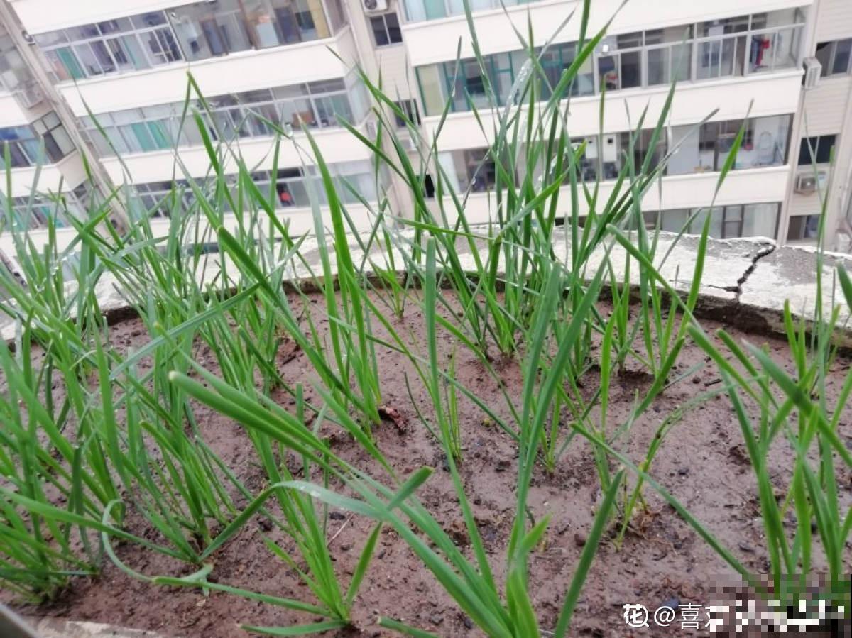 长得像蔬菜的植物，可千万不能吃，中毒就麻烦了