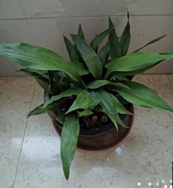 家里没有直射光，适合10种耐阴绿植生长，叶子花花绿绿像油画