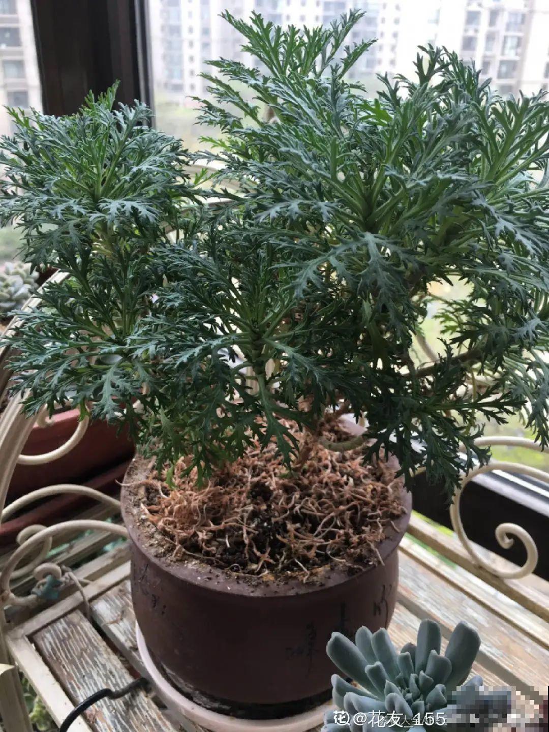 警惕秋老虎，别让你的花，度过夏天，却死在秋天