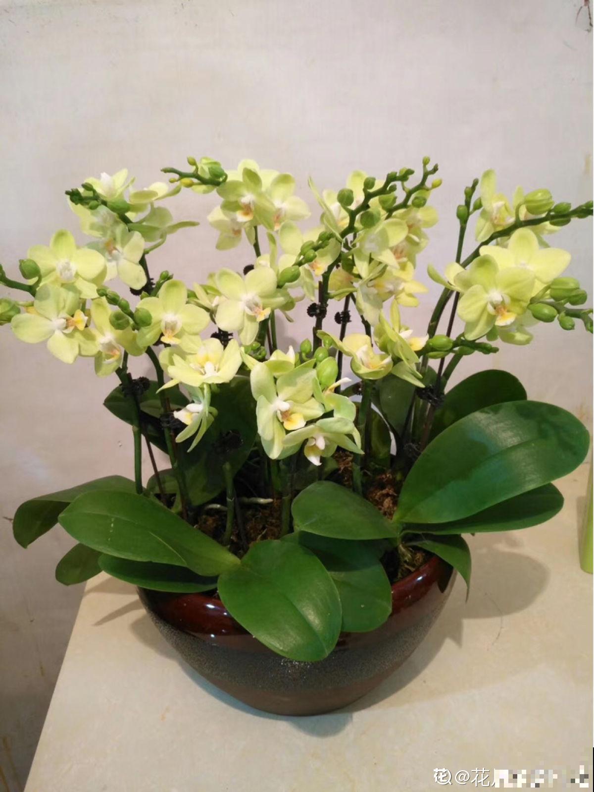 招财寓意植物大盘点，15种花养家里，有吉祥好兆头