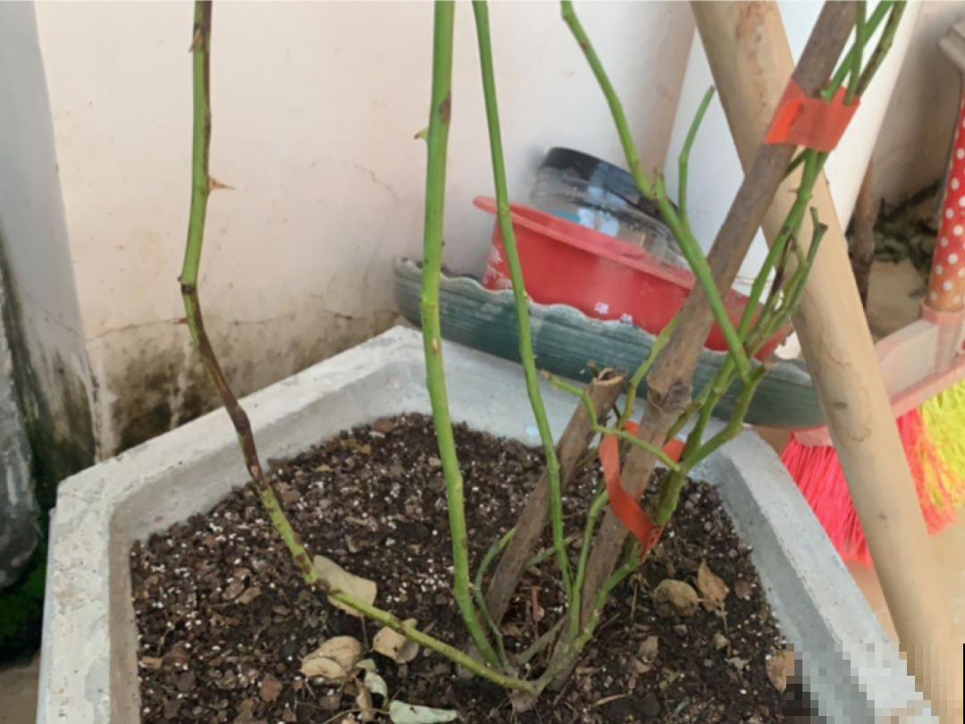 9种花,天热会“假死”,千万别丢了,秋天就苏醒 9种花,天热会“假死”,千万别丢了,秋天就苏醒