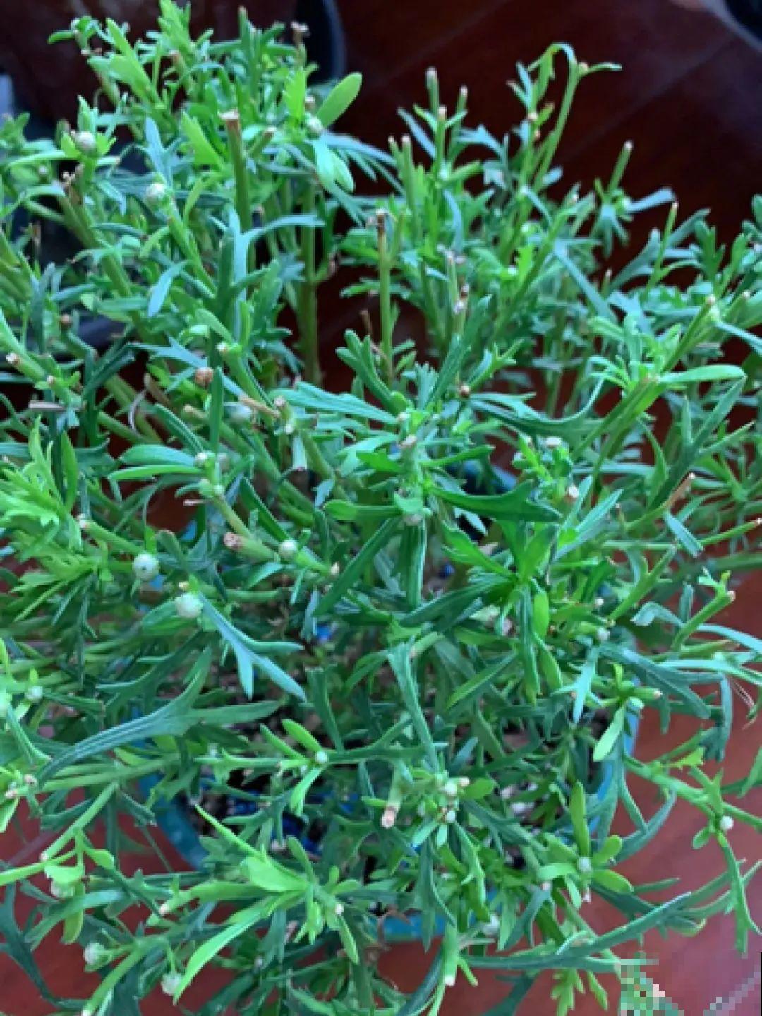 初秋8种花不能剪，轻则不开花，严重可能剩空盆