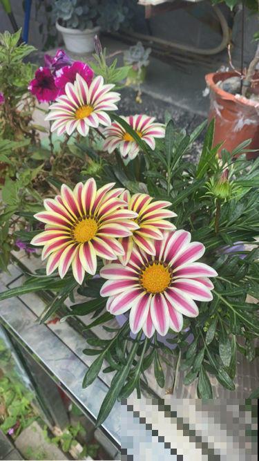 100种常见花,今天终于知道叫什么名了,建议收藏 100种常见花,今天终于知道叫什么名了,建议收藏