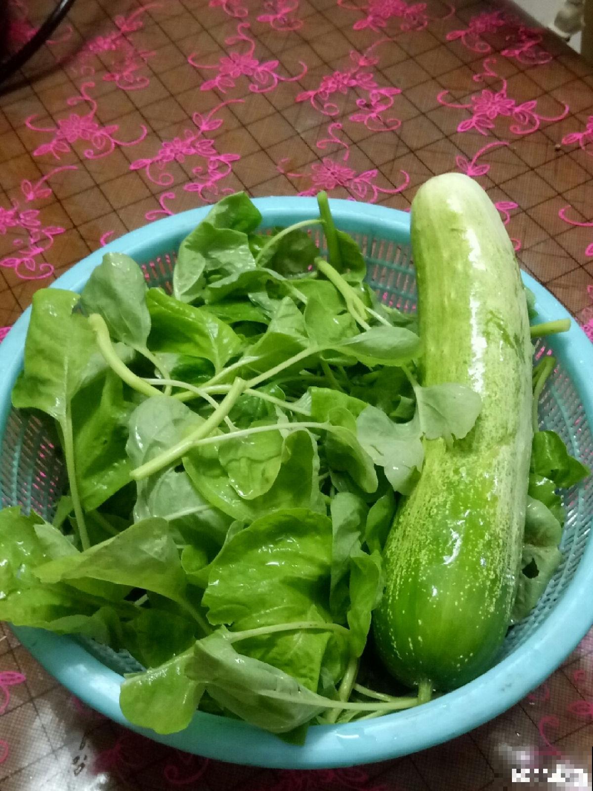 黄瓜养腻了，换一换水果黄瓜，养法相似，营养更高