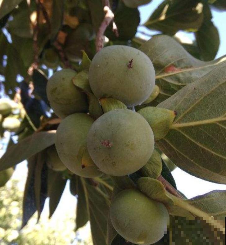 院子里不能随便种树，尤其是这3种