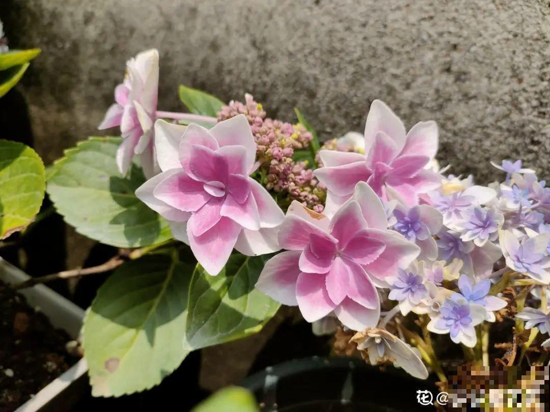 10种花最怕晒，搬进屋里养，不然要死光