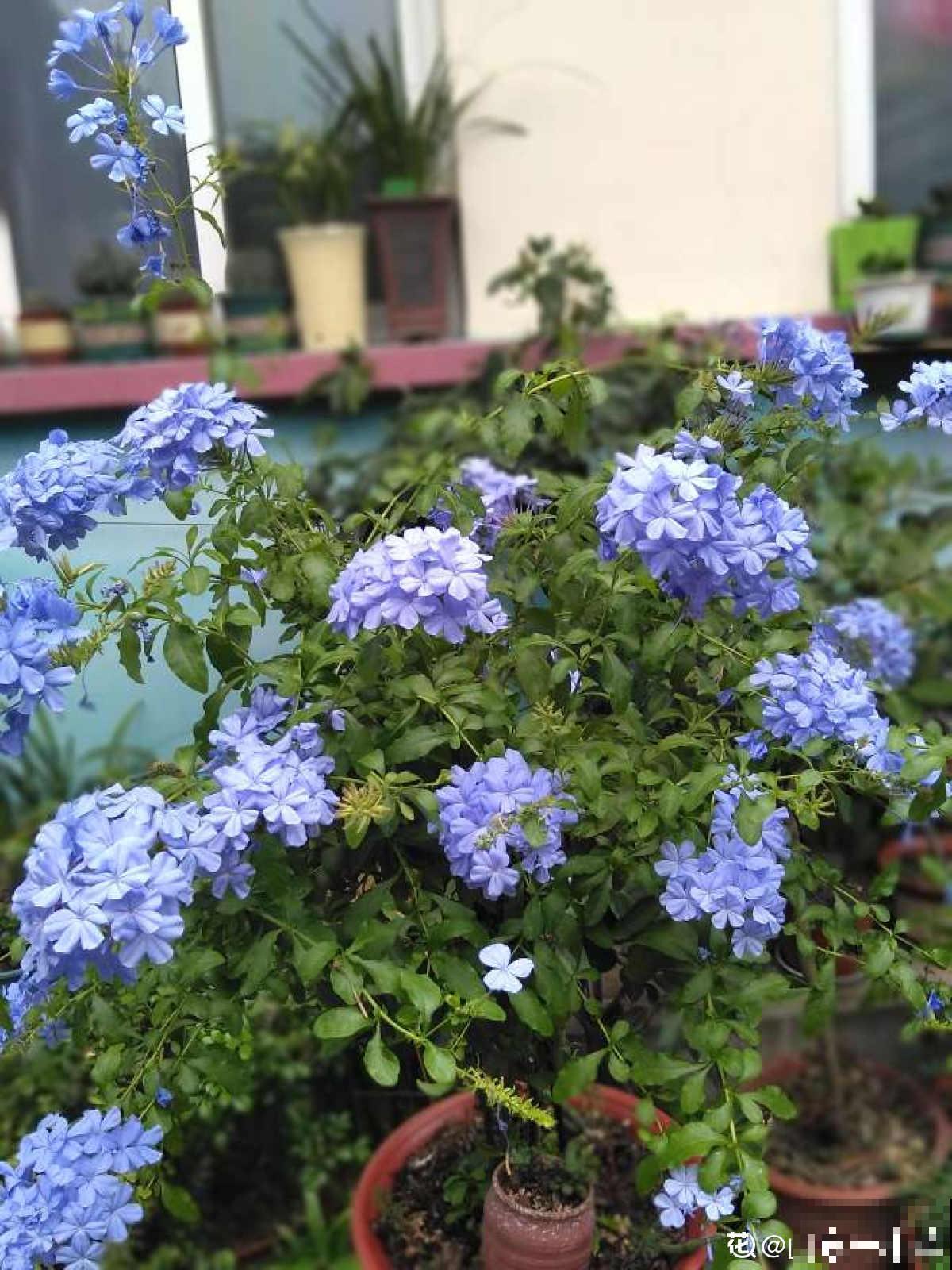 4种花不能惯着,狠狠剪一刀,呼呼冒出“小笋芽” 4种花不能惯着,狠狠剪一刀,呼呼冒出“小笋芽”