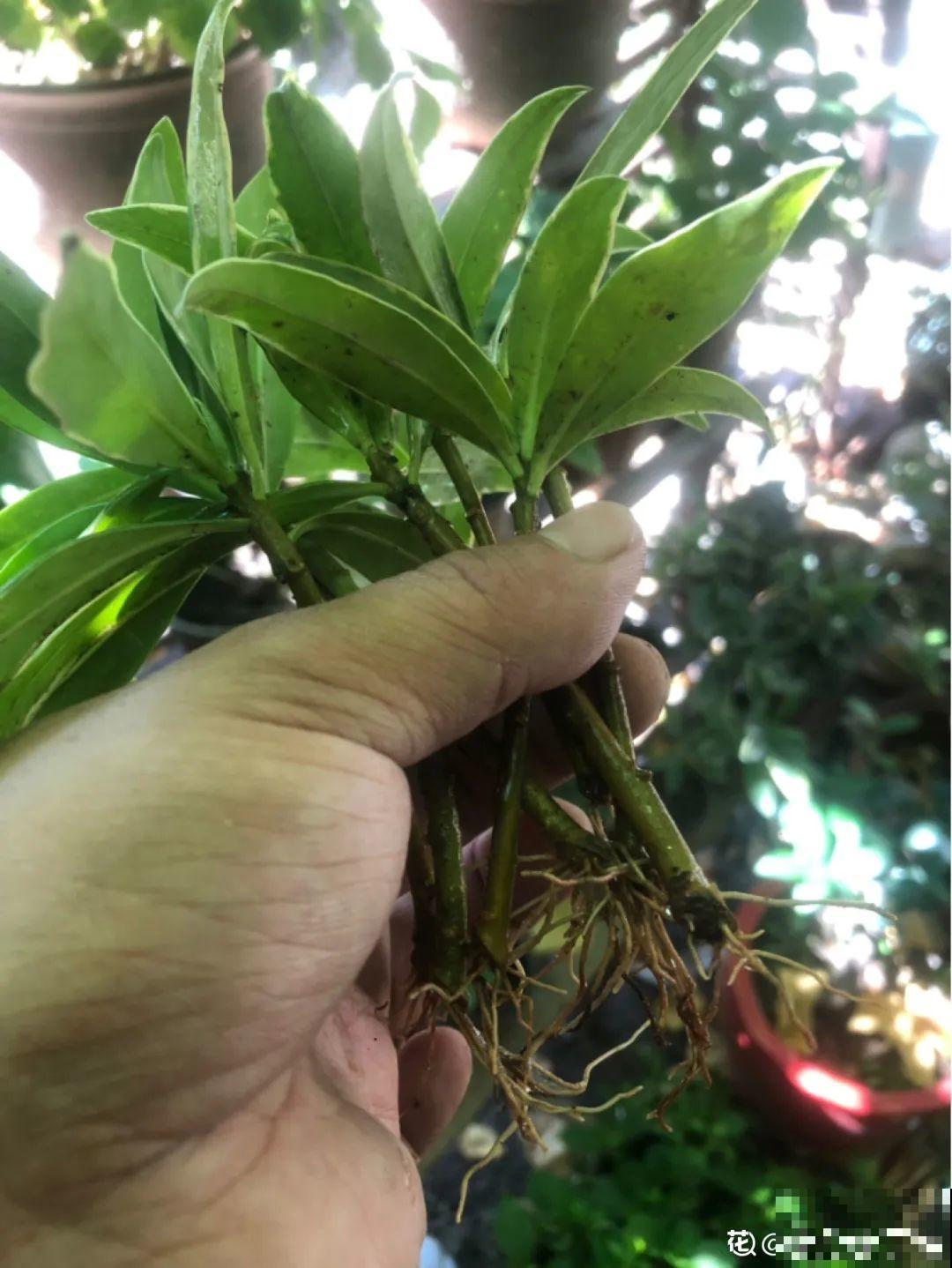 8月后，6种花别修剪，小心以后不开花