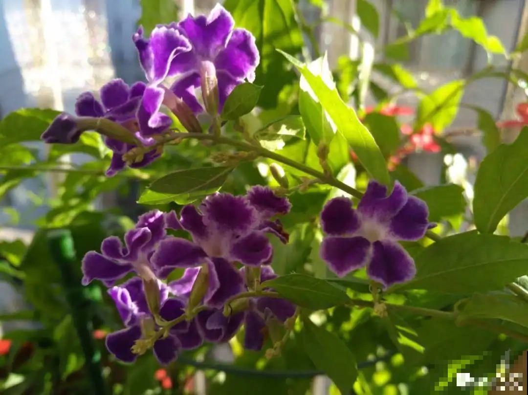 10种花，一天不见水就萎缩，狂补水就对了！