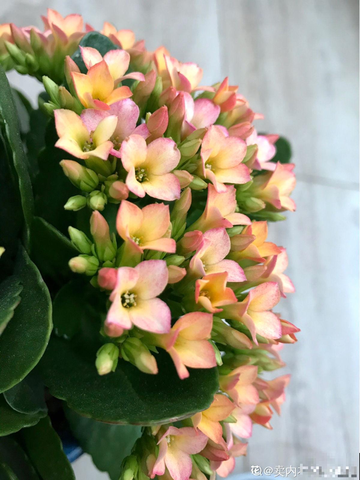 植物中的“变脸怪”,一天的时间就变色,究竟是为啥 植物中的“变脸怪”,一天的时间就变色,究竟是为啥