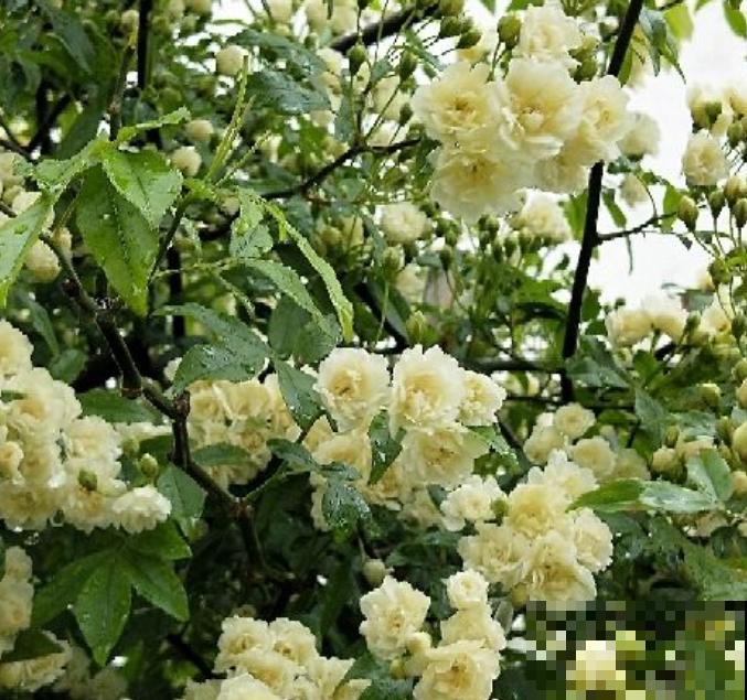 有个小院子可头疼了，新手不知种什么花，快来看看