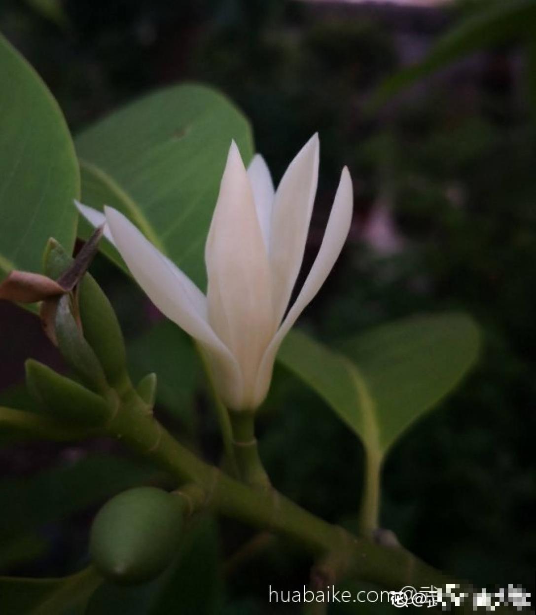 3种漂亮花，就是太难养了，建议新手放弃