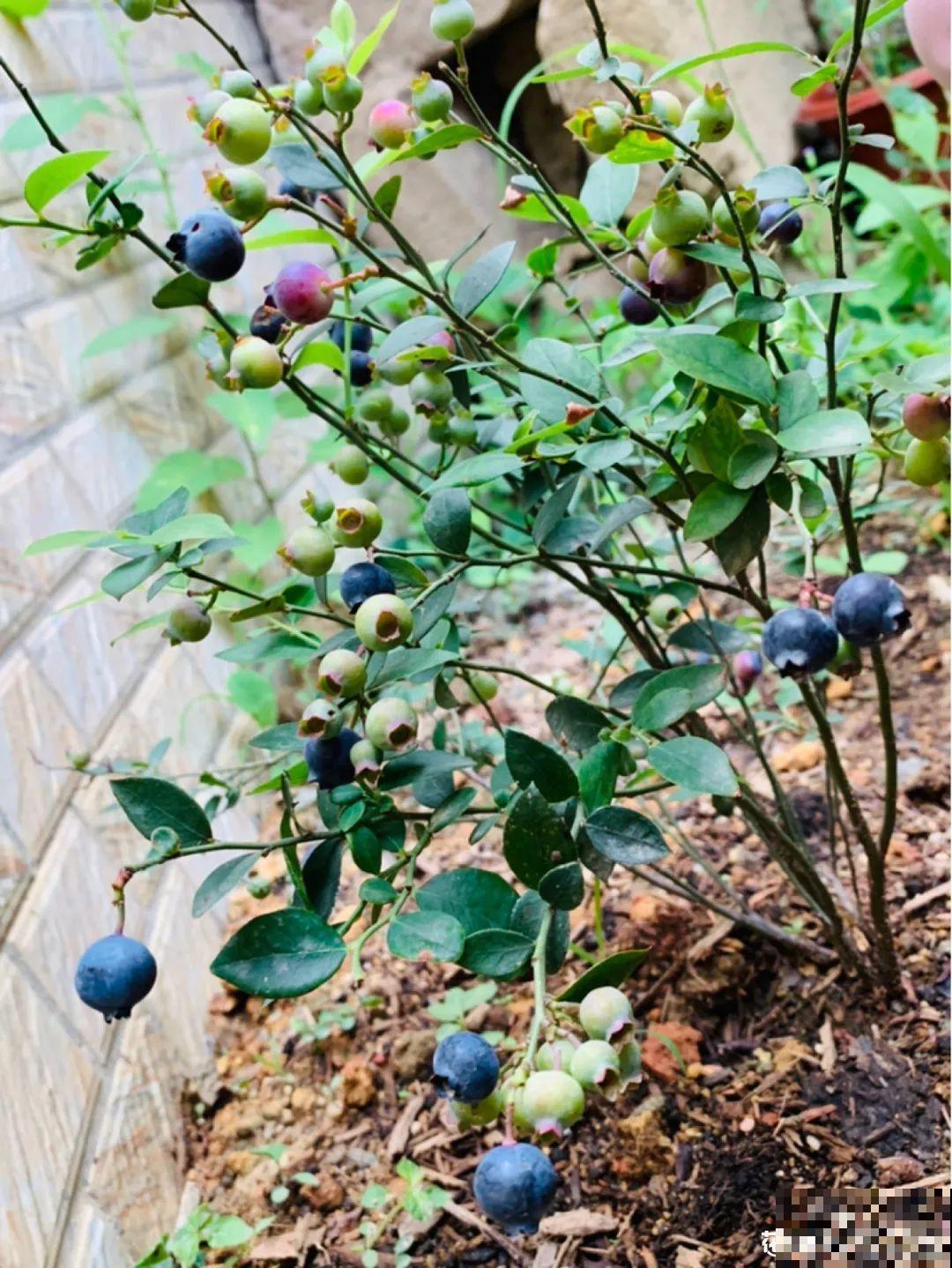 南北方都能养的蓝莓，家里种一棵，果子又大又甜