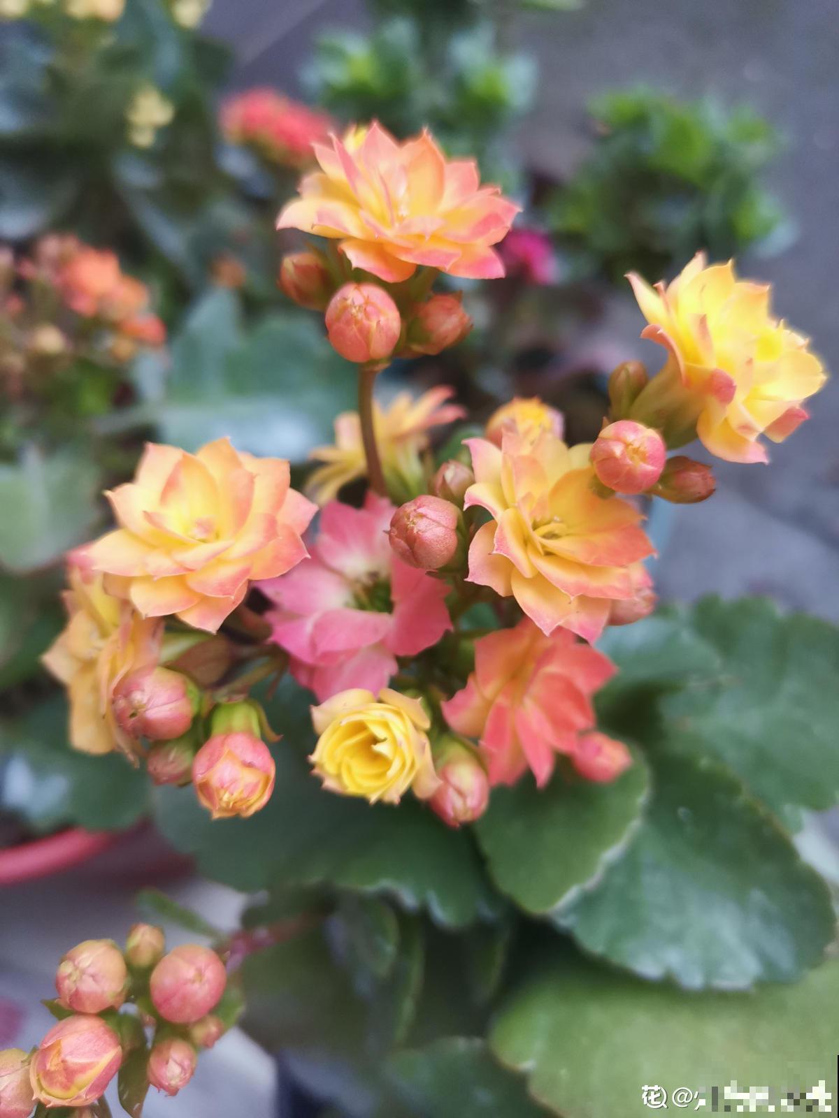 植物中的“变脸怪”,一天的时间就变色,究竟是为啥 植物中的“变脸怪”,一天的时间就变色,究竟是为啥