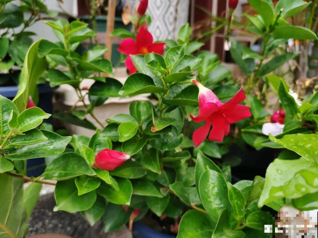 植物搬出门，痛快淋场雨，植物越来越旺