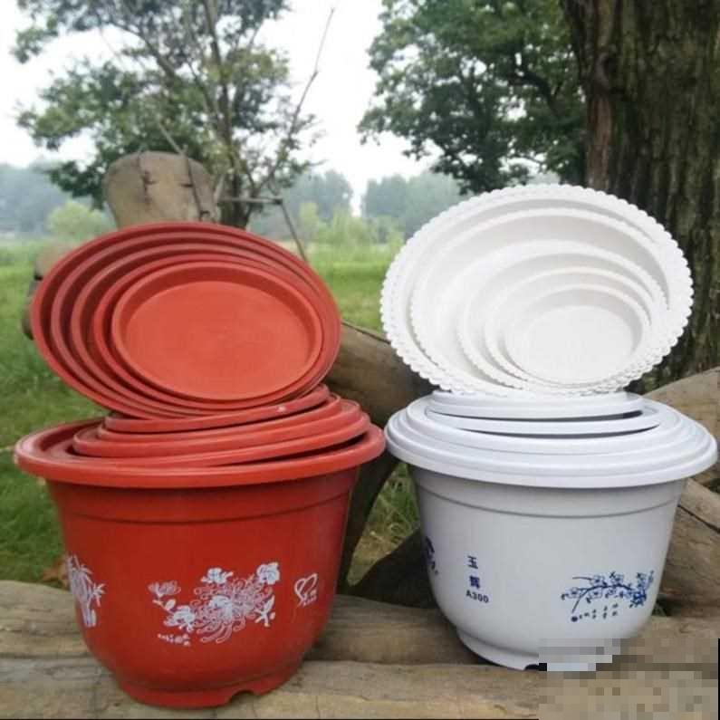 夏天买回家的花，学会3个细节，不怕烂根